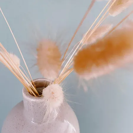 Erholen Im Tiny House Am Waldrand Kurort Oybin